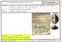 Karteikarte zum Holotyp von Polymorphina dispar Stache, 1864